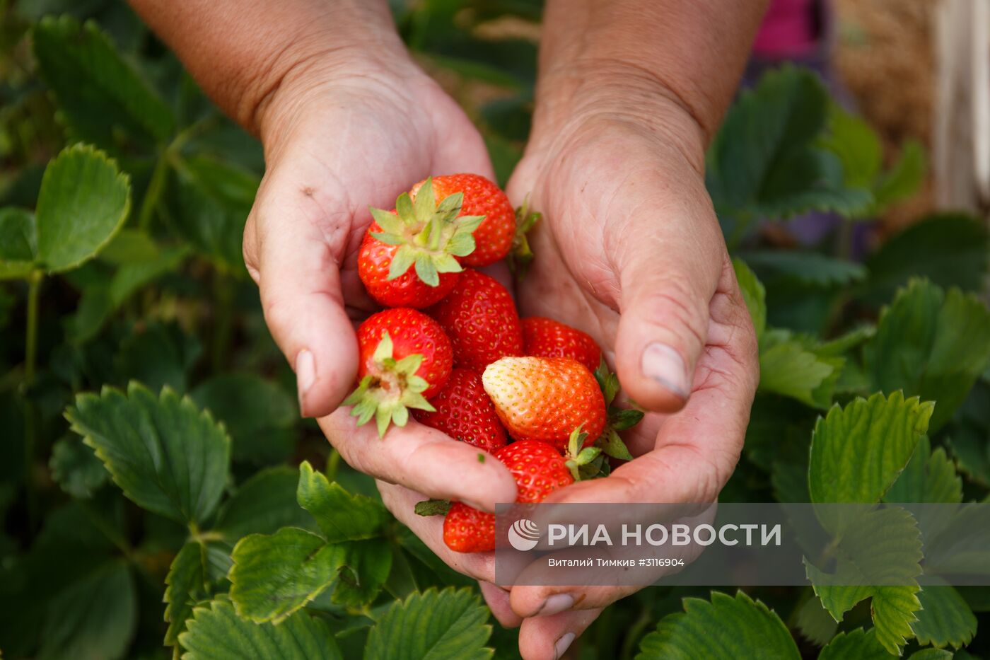 Сбор урожая клубники в Краснодарском крае