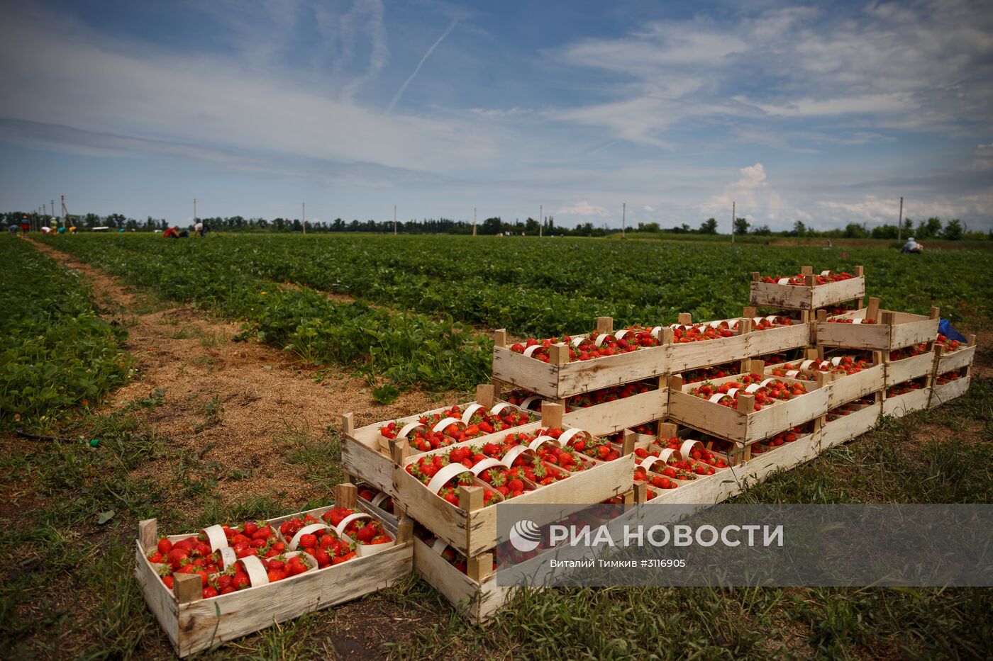 Сбор урожая клубники в Краснодарском крае