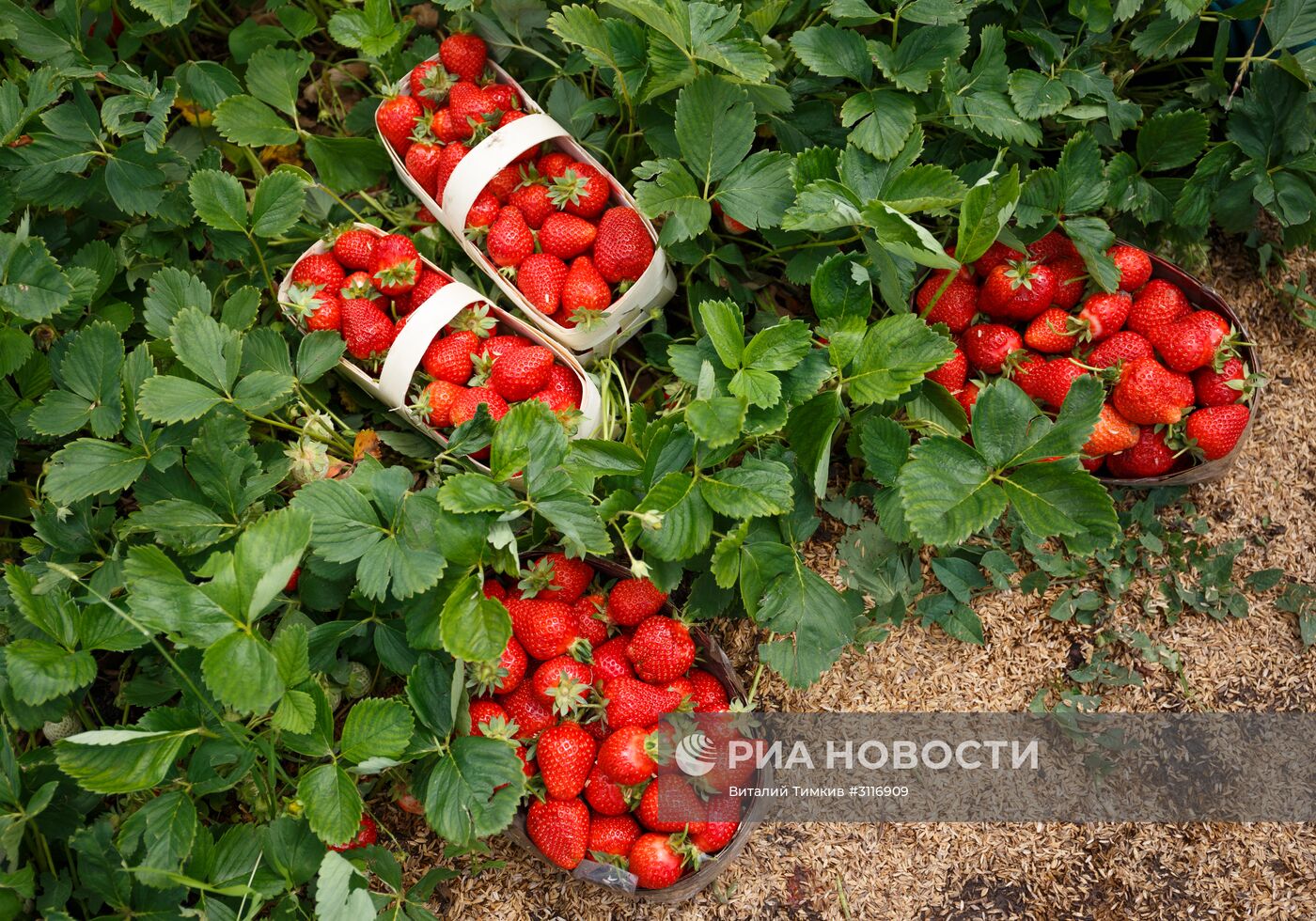 Сбор урожая клубники в Краснодарском крае