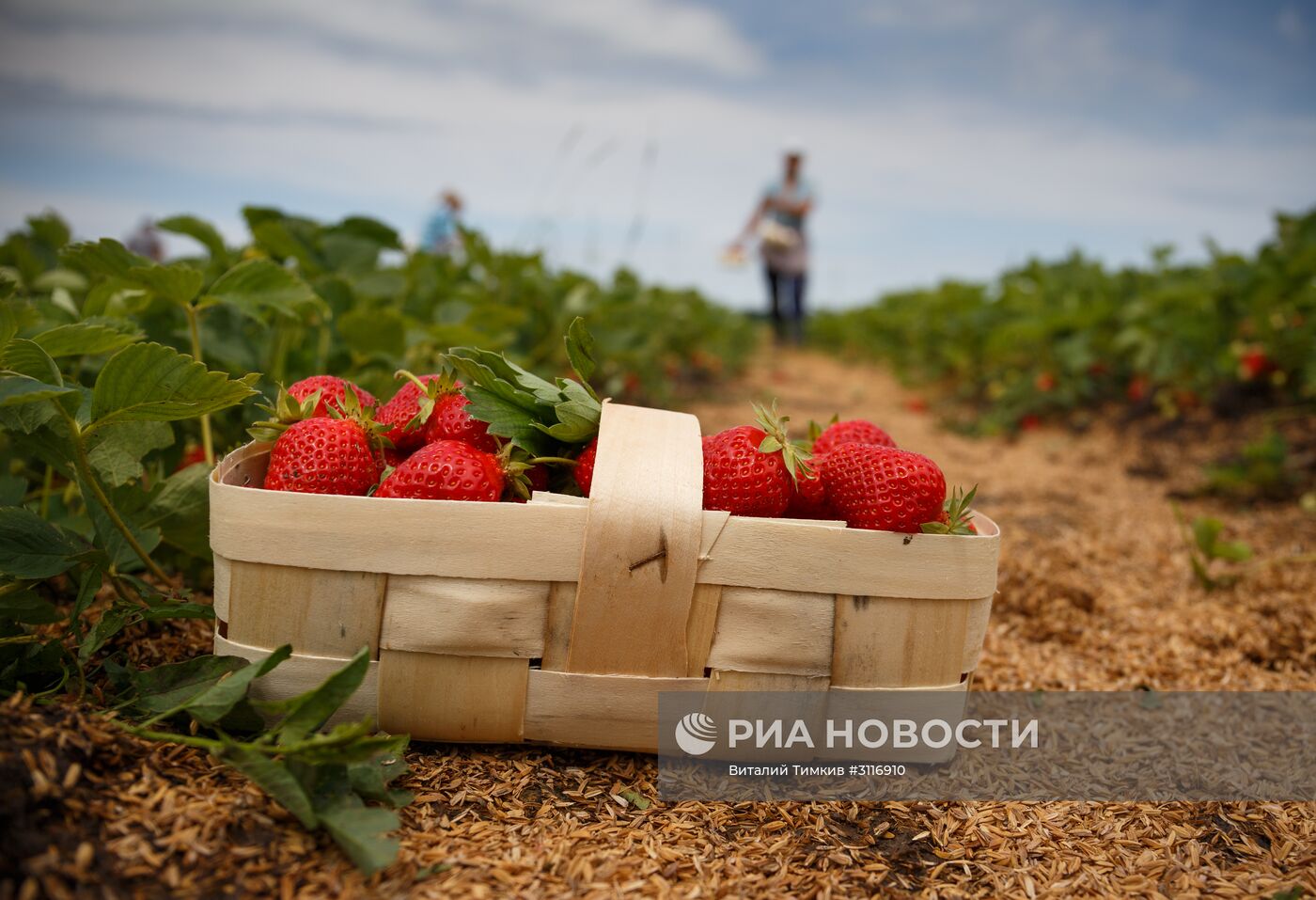 Сбор урожая клубники в Краснодарском крае