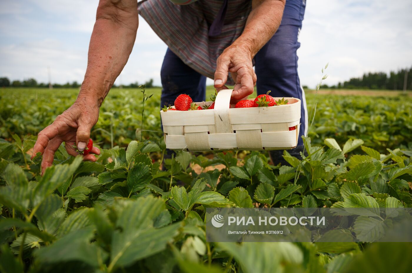 Сбор урожая клубники в Краснодарском крае