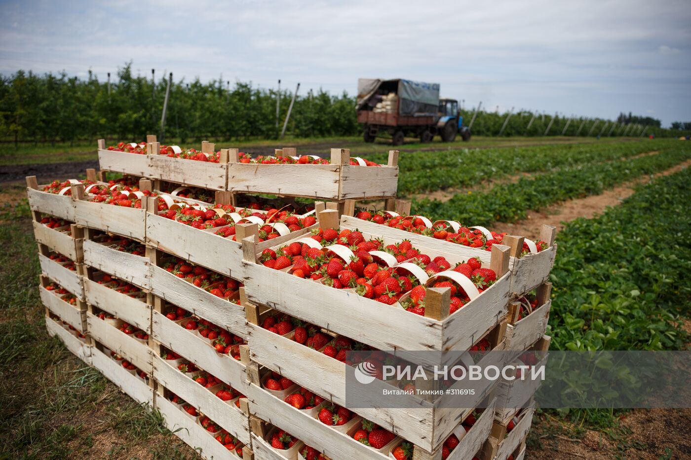 Сбор урожая клубники в Краснодарском крае