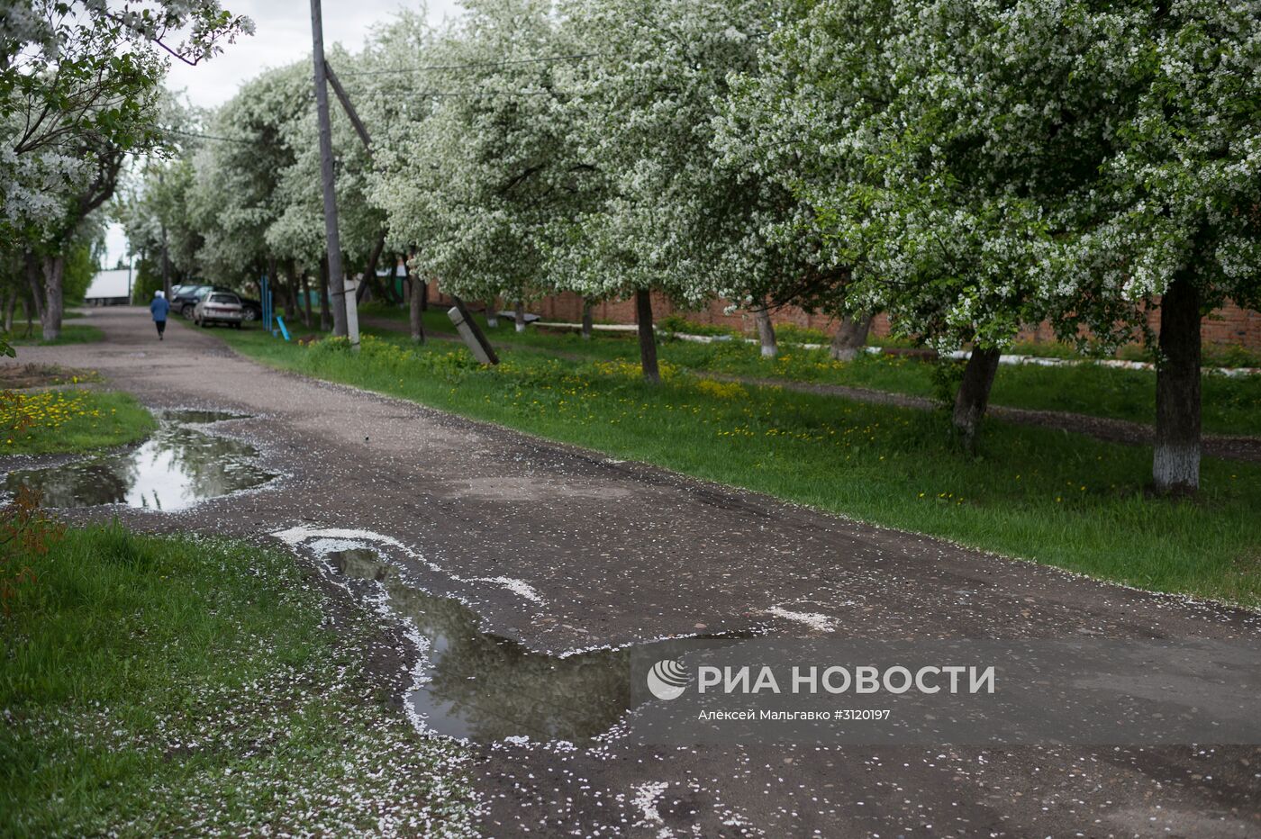 Яблоневый сад в Омской области