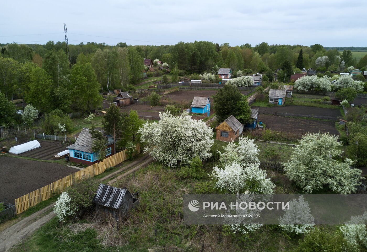 Яблоневый сад в Омской области