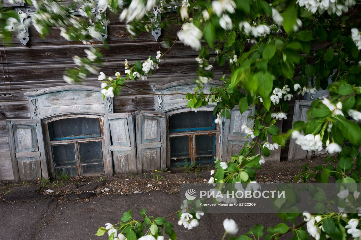 Яблоневый сад в Омской области