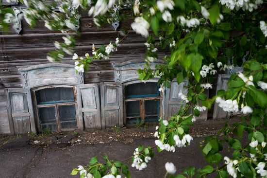 Яблоневый сад в Омской области