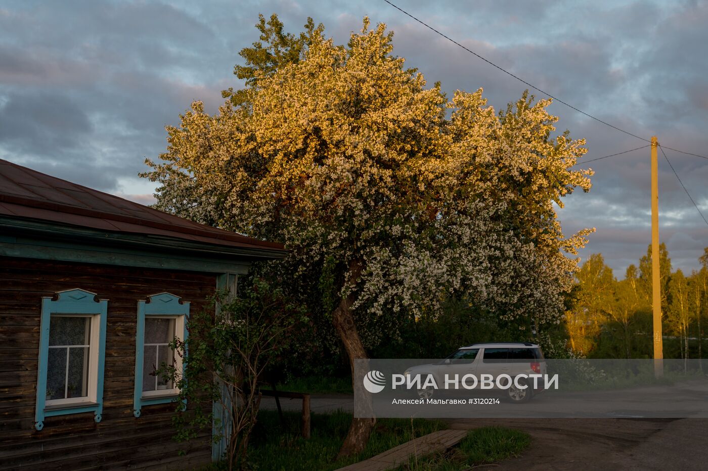 Яблоневый сад в Омской области