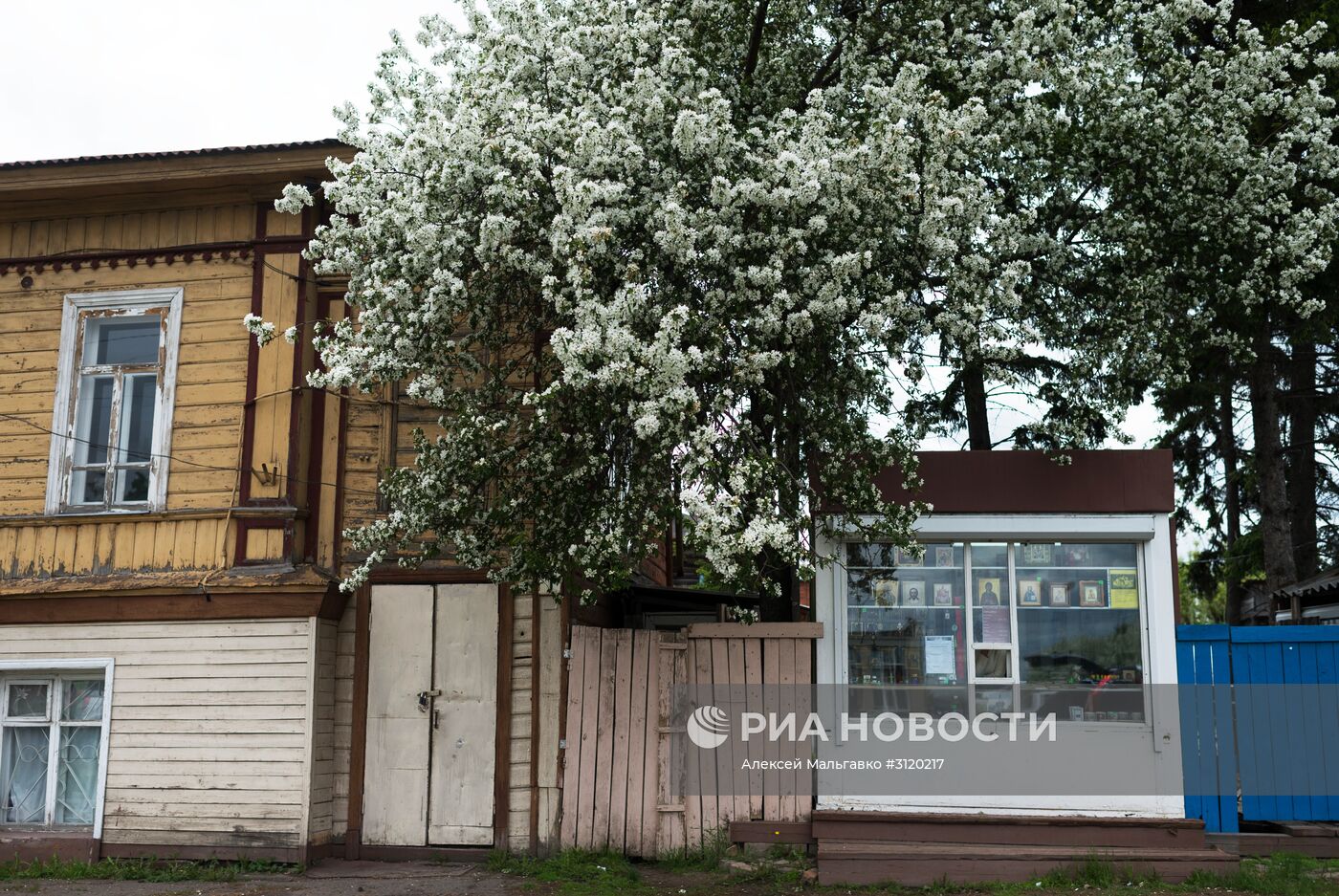 Яблоневый сад в Омской области