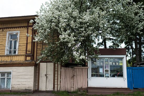 Яблоневый сад в Омской области