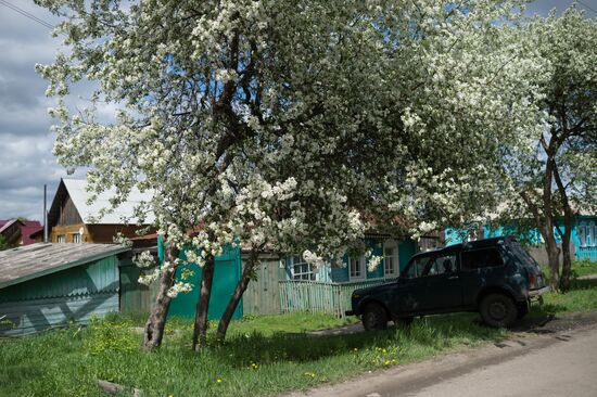 Яблоневый сад в Омской области