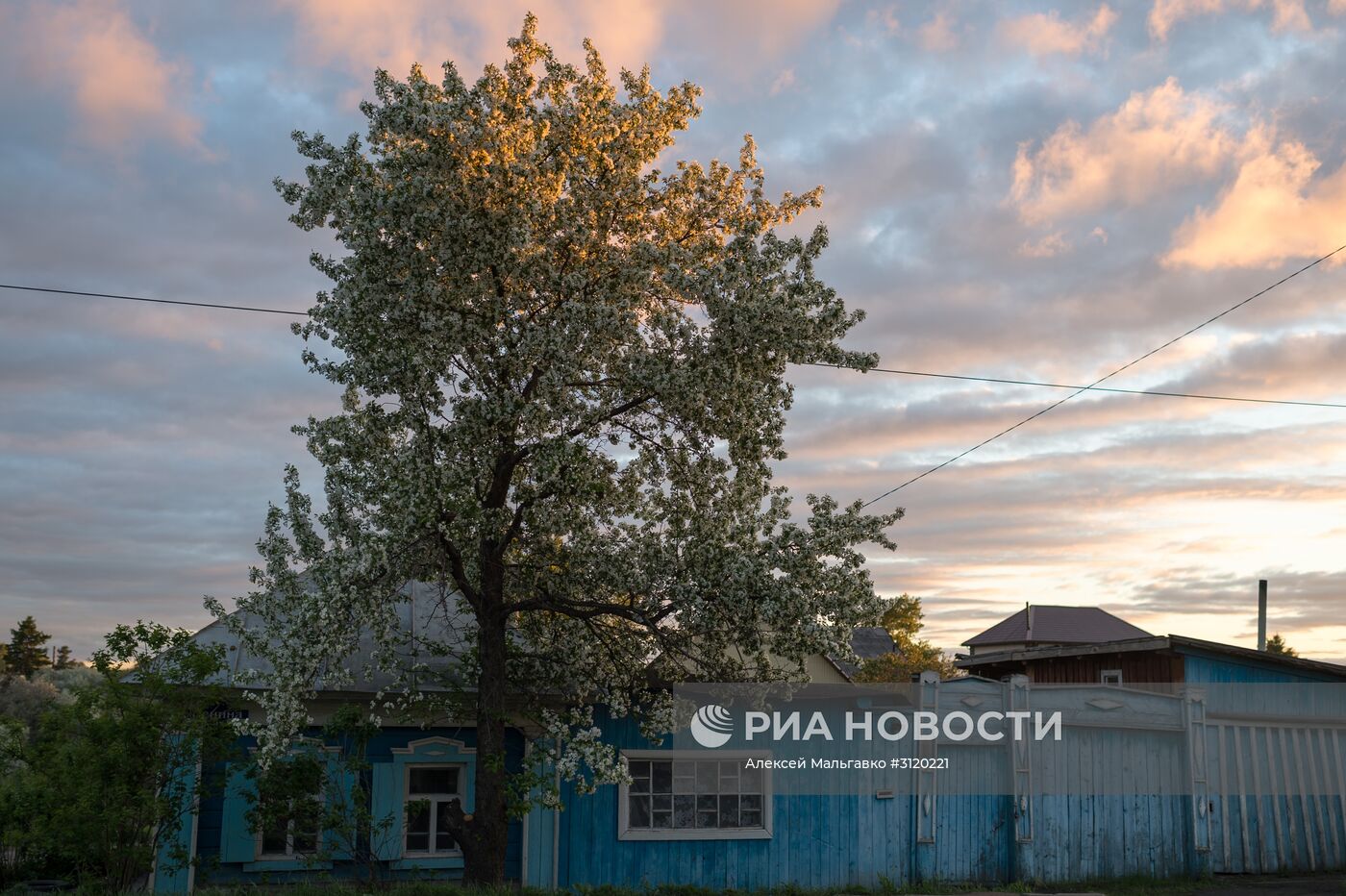 Яблоневый сад в Омской области