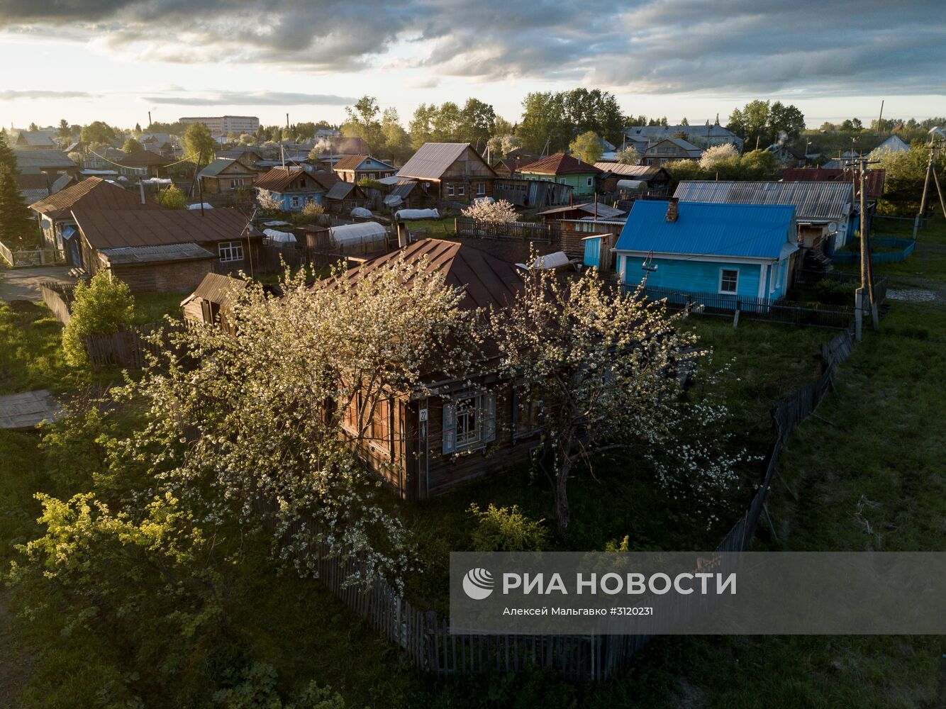 Яблоневый сад в Омской области