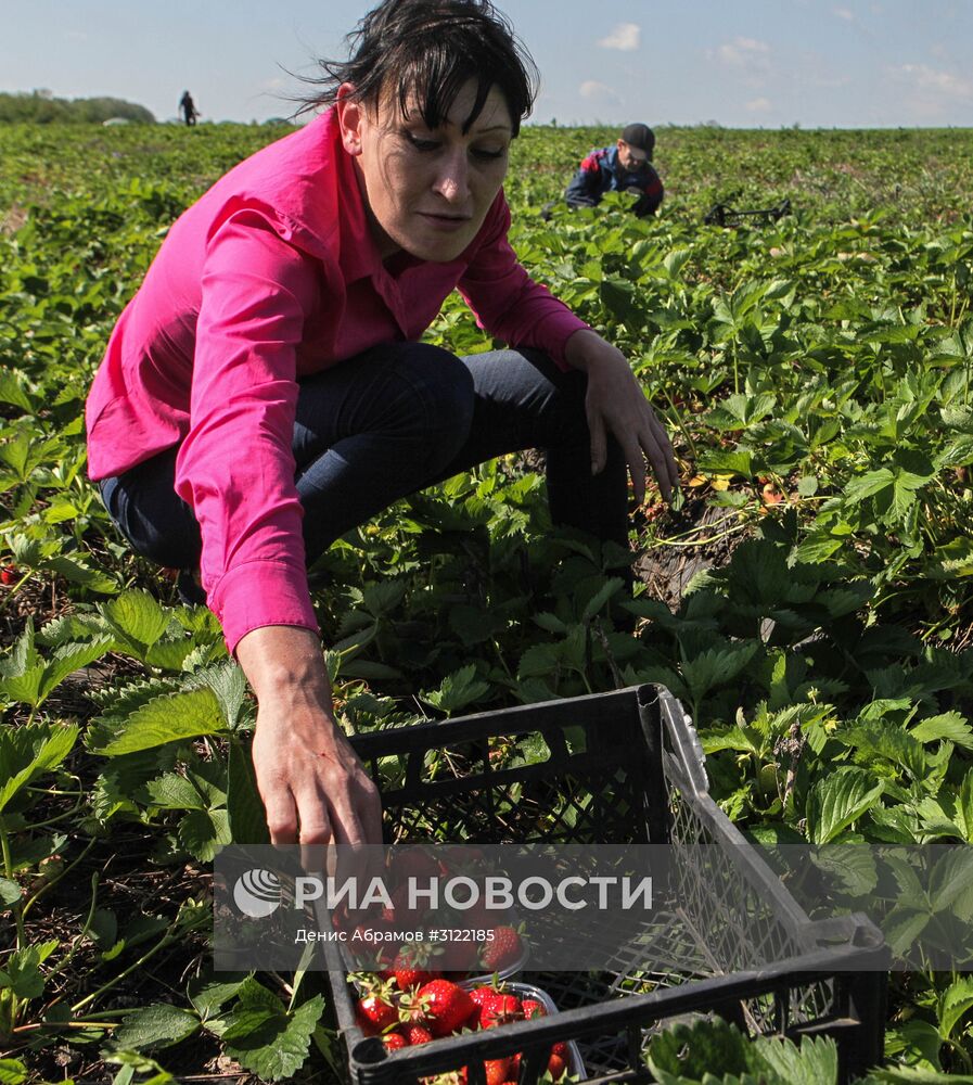 Сбор клубники в Ставропольском крае