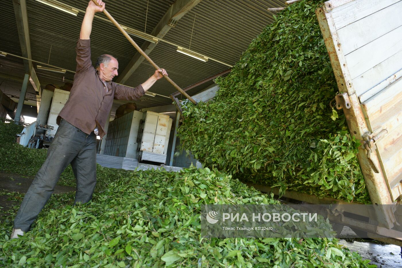 Сбор и переработка чая в Абхазии