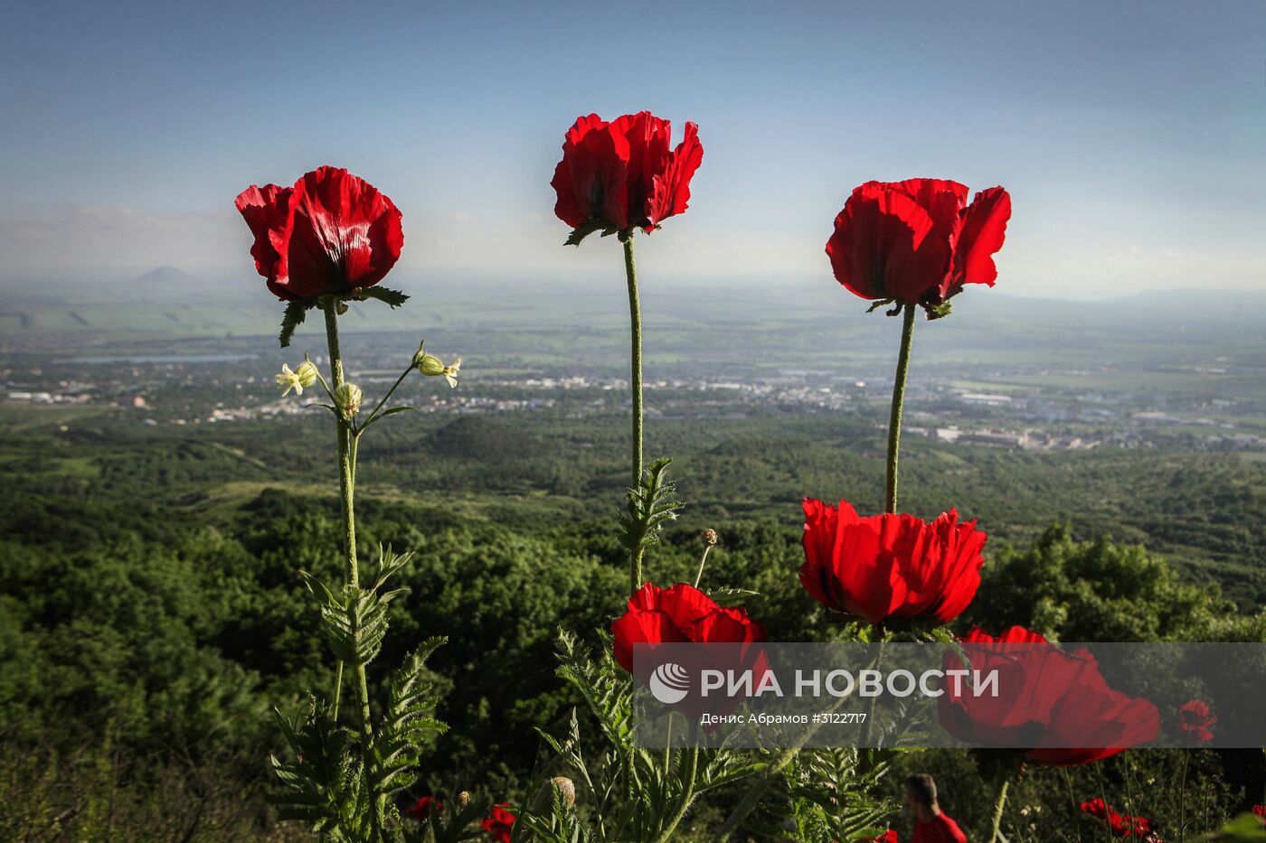 Реликтовые маки на горе Бештау в Ставропольском крае