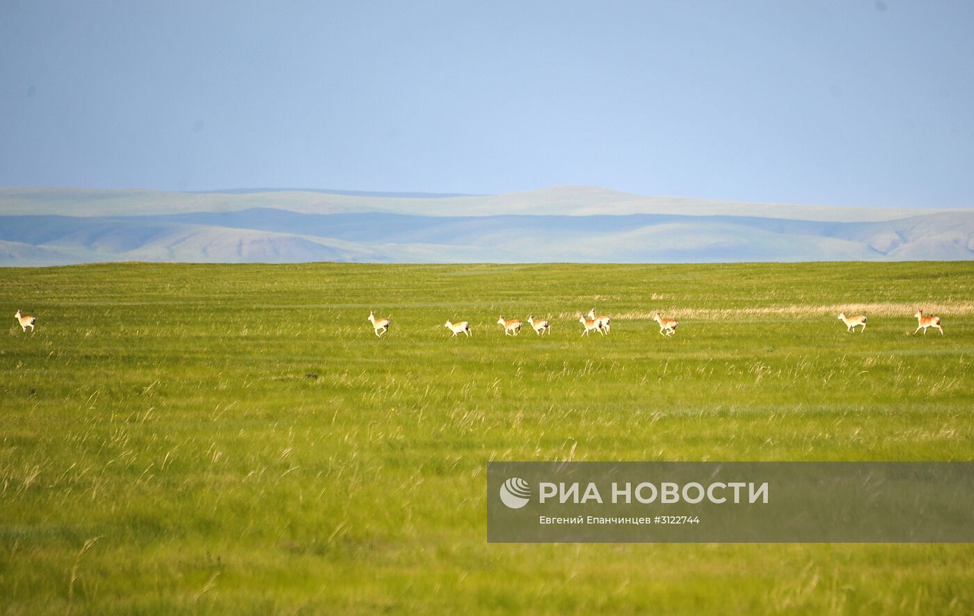 Природный биосферный заповедник "Даурский" в Забайкальском крае