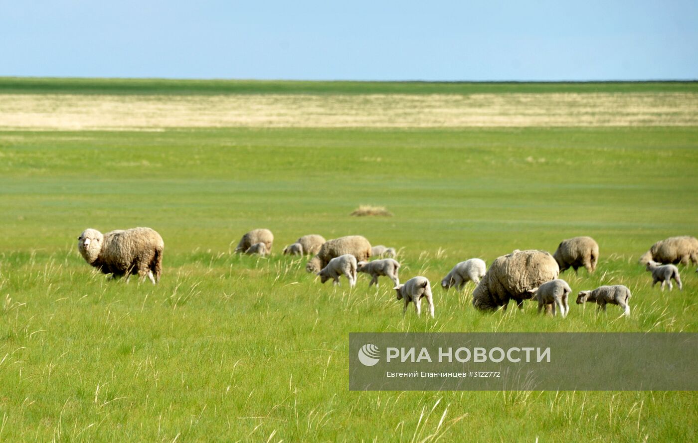 Природный биосферный заповедник "Даурский" в Забайкальском крае