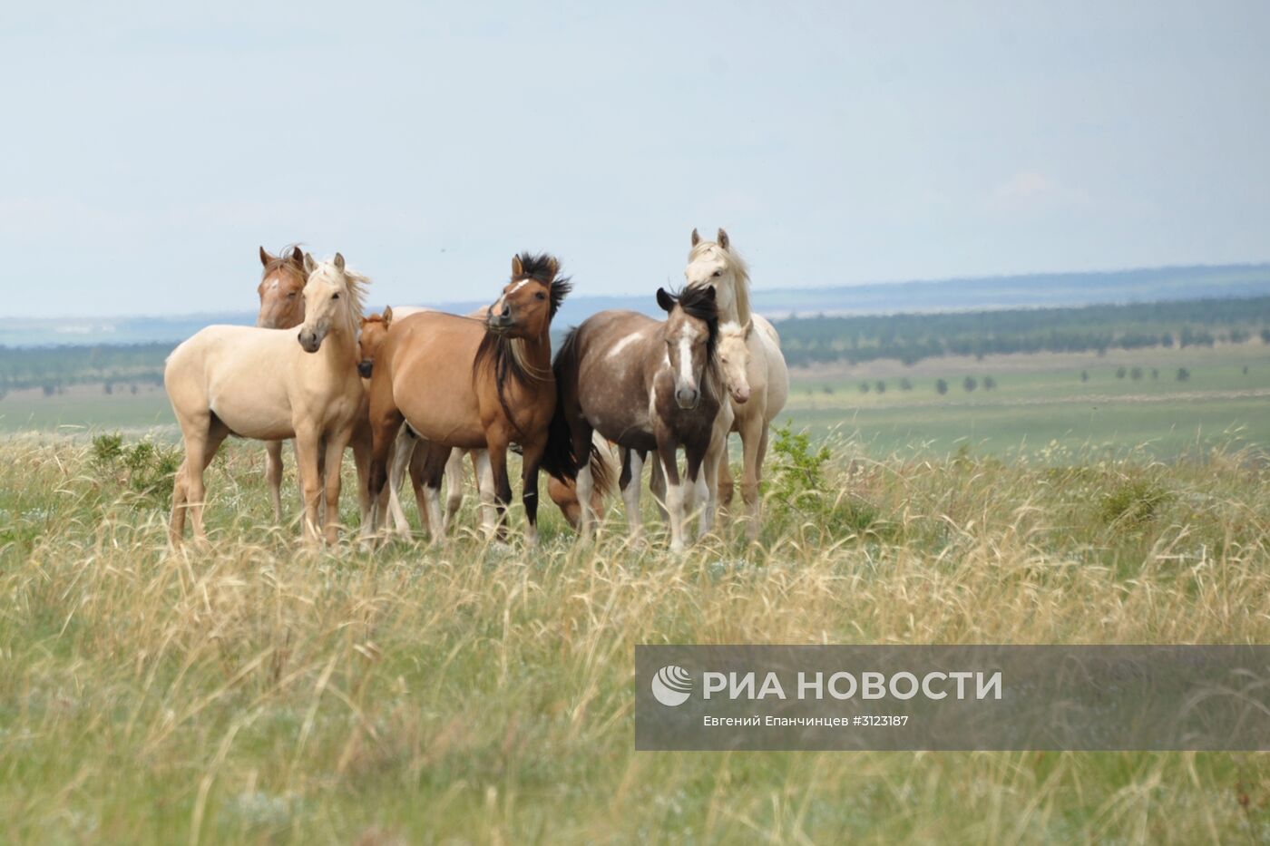 Заказник "Агинская степь" в Забайкальском крае