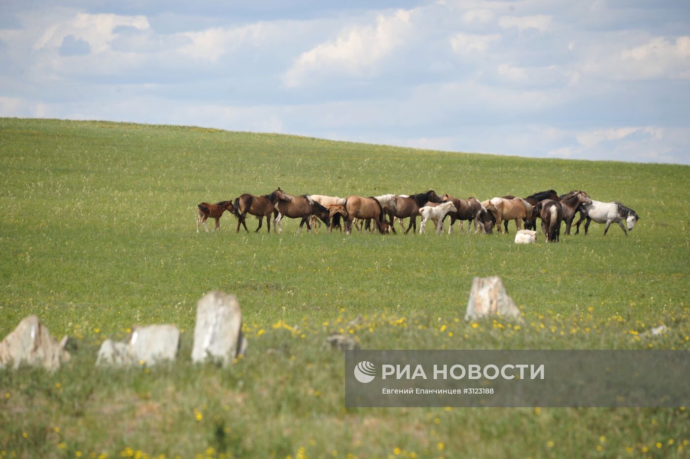 Заказник "Агинская степь" в Забайкальском крае