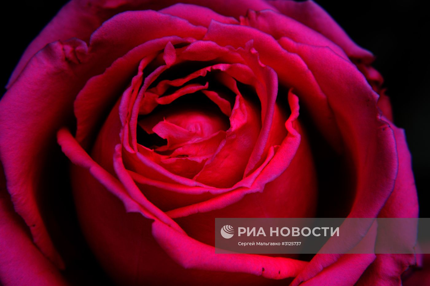 Открытие выставок "Розовый вальс" и "Динозавры в Крыму" в Никитском ботаническом саду