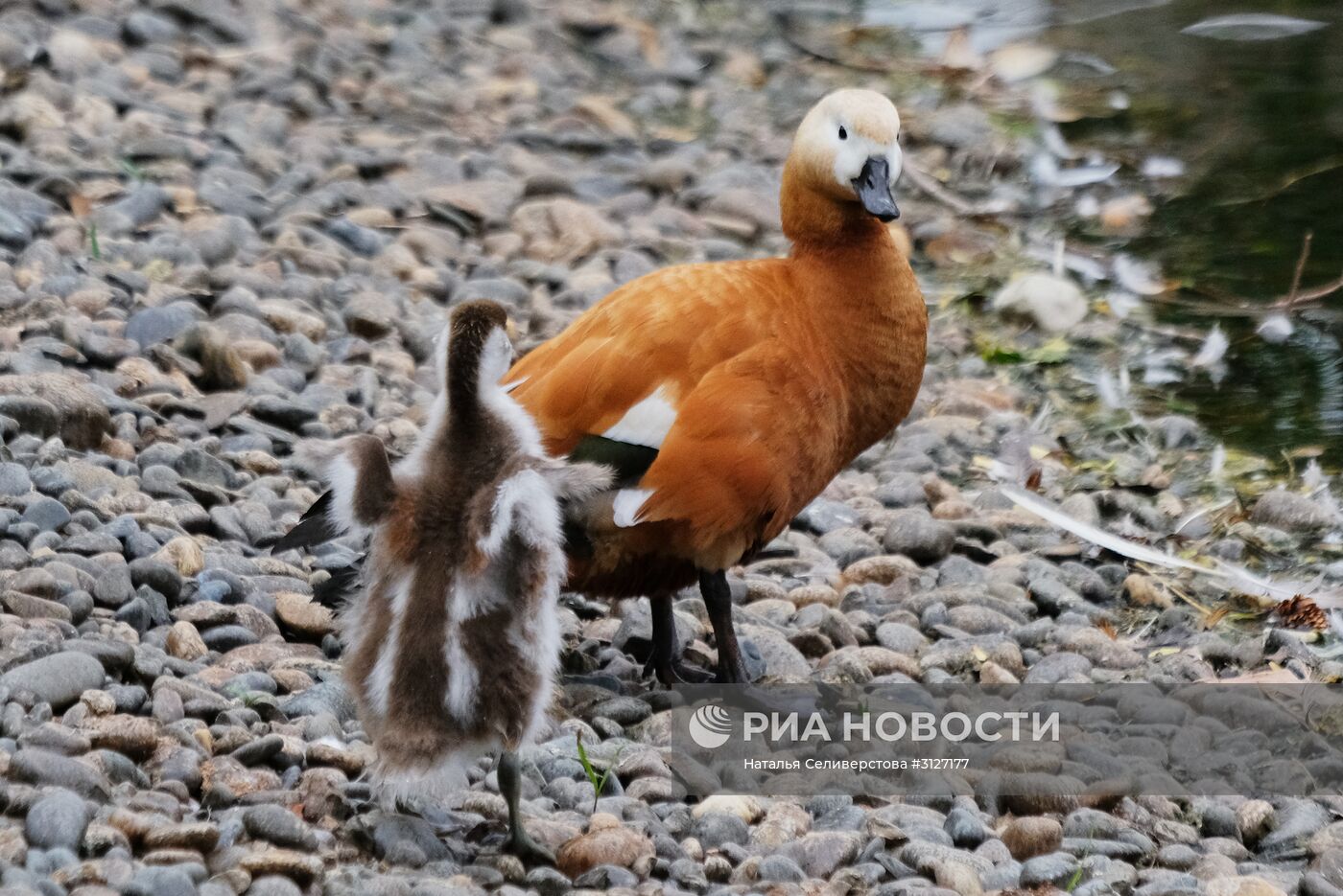 Московский зоопарк