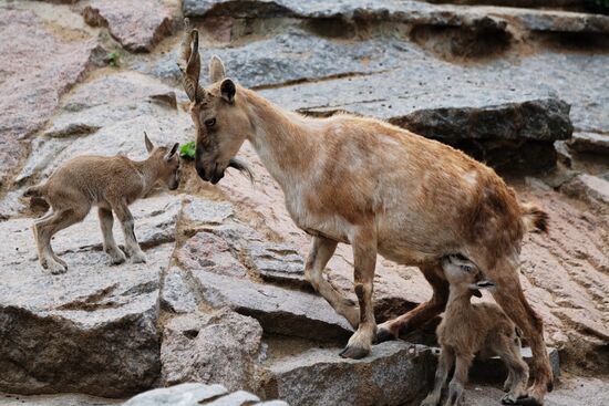 Московский зоопарк