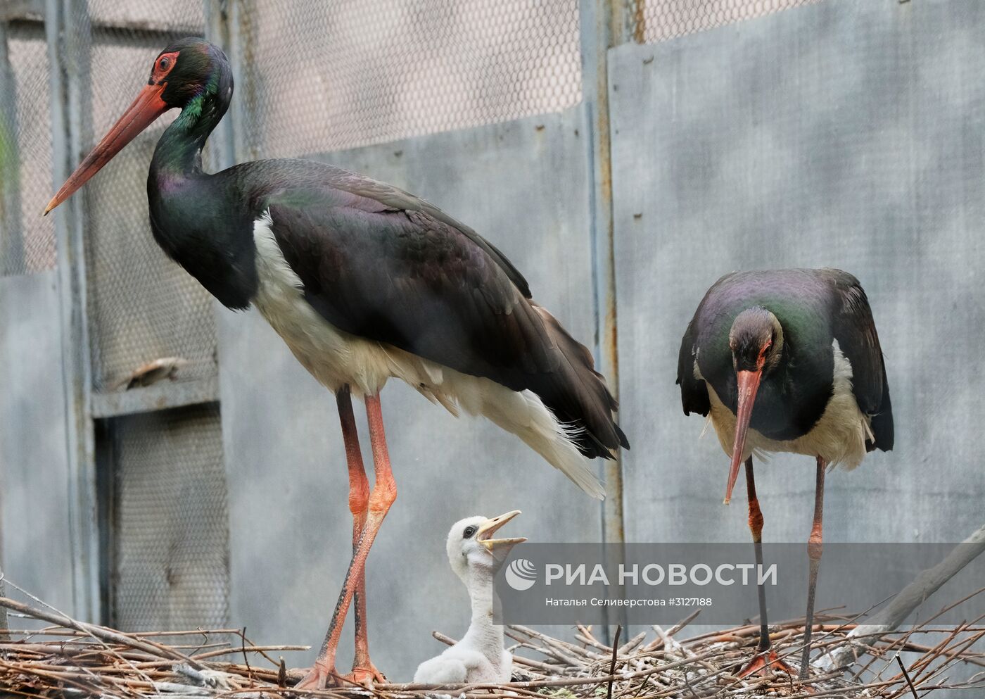 Московский зоопарк