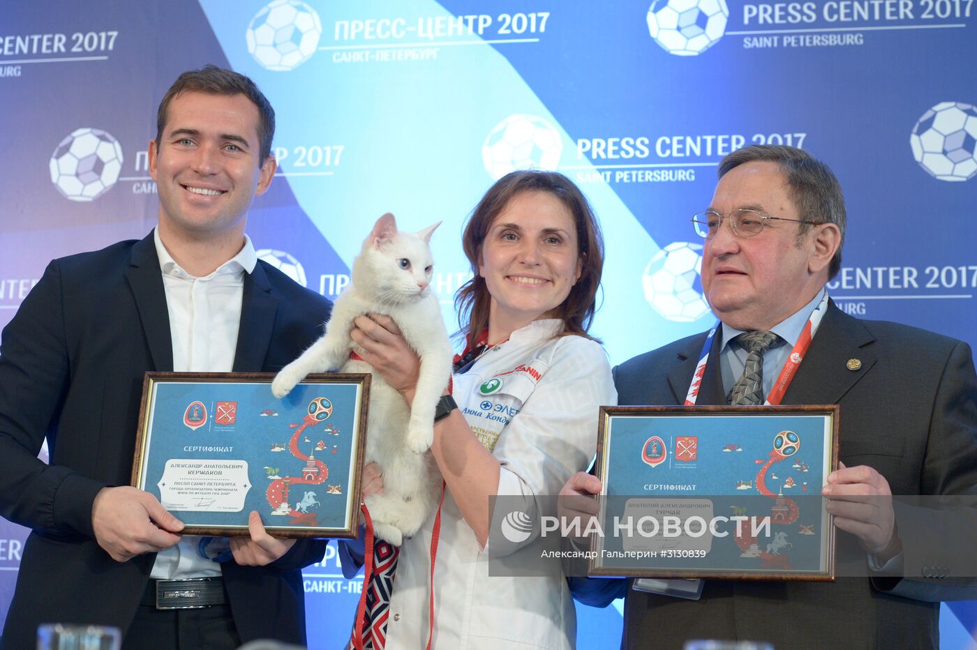 В Петербурге выбрали кота-оракула Кубка Конфедераций-2017