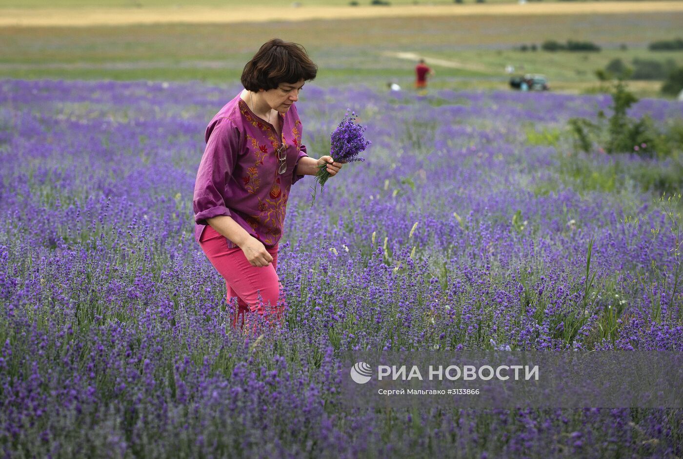 Цветение лаванды в Крыму