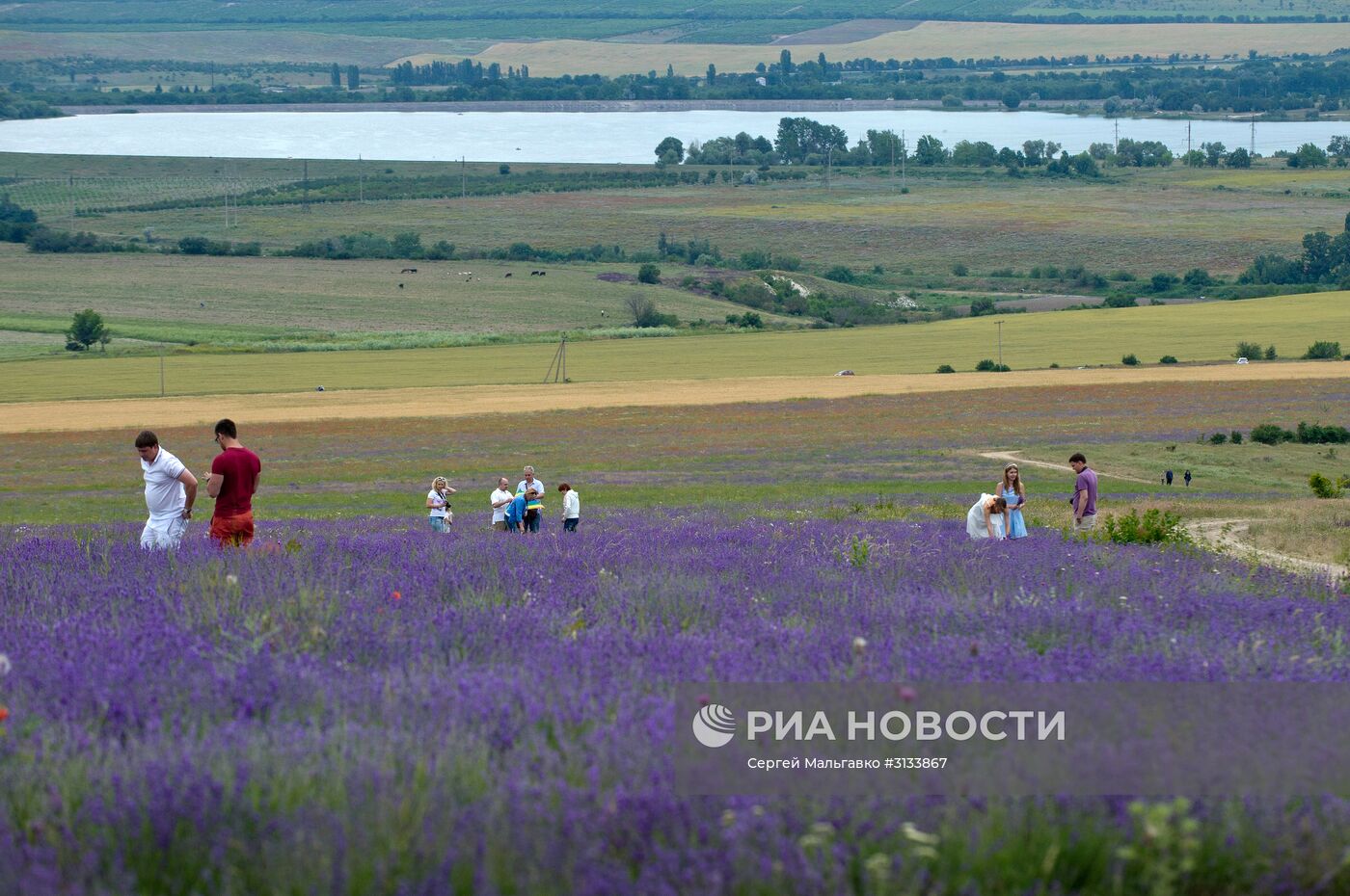 Цветение лаванды в Крыму