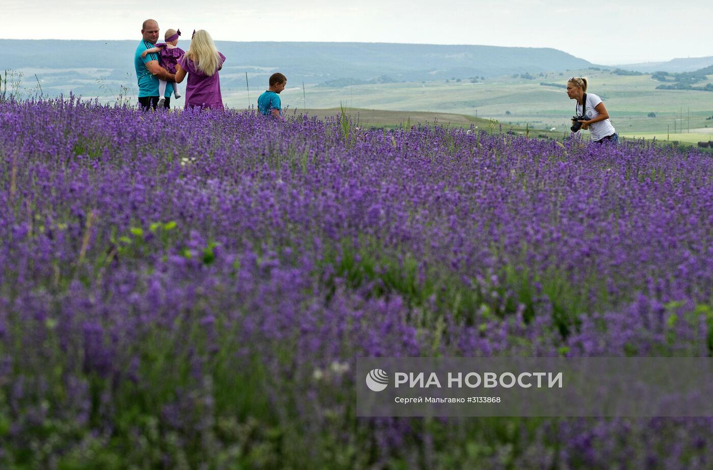 Цветение лаванды в Крыму