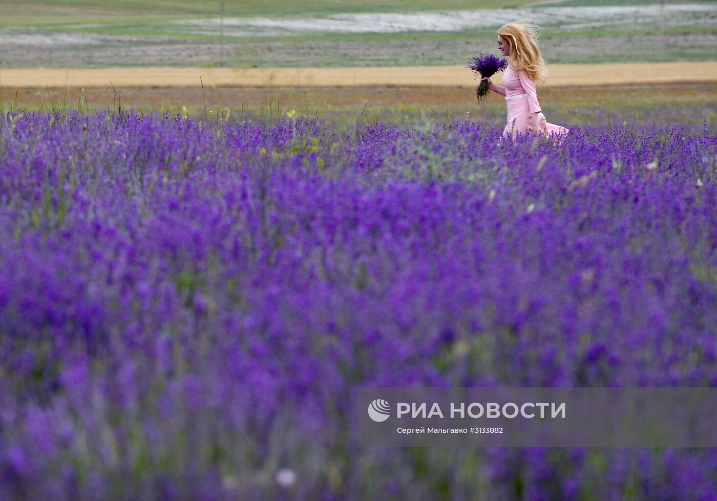 Цветение лаванды в Крыму