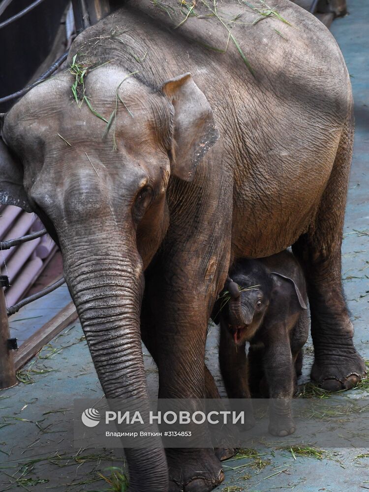 В Московском зоопарке родился детеныш азиатского слона