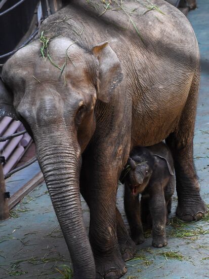В Московском зоопарке родился детеныш азиатского слона