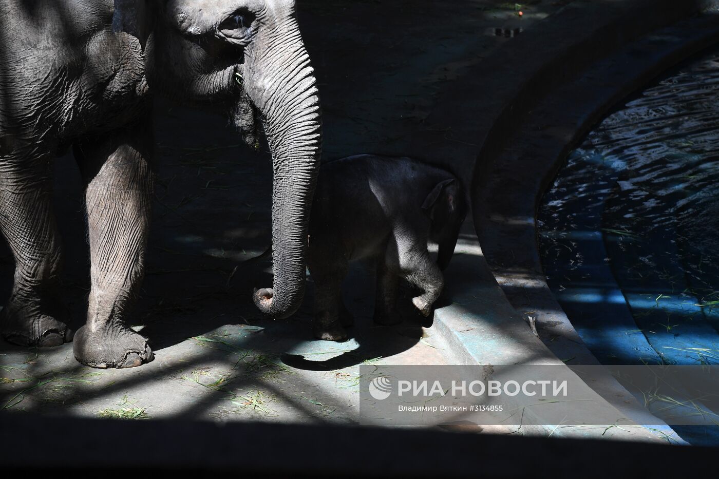 В Московском зоопарке родился детеныш азиатского слона