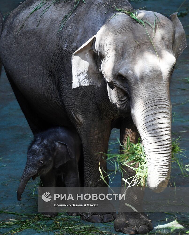 В Московском зоопарке родился детеныш азиатского слона