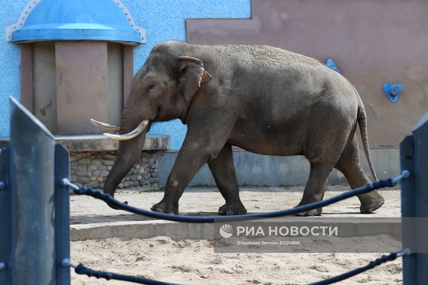 В Московском зоопарке родился детеныш азиатского слона