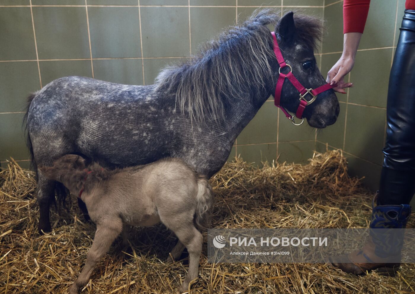 Самый маленький жеребенок в мире родился в Ленинградской области