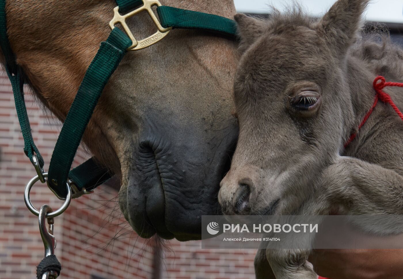 Самый маленький жеребенок в мире родился в Ленинградской области