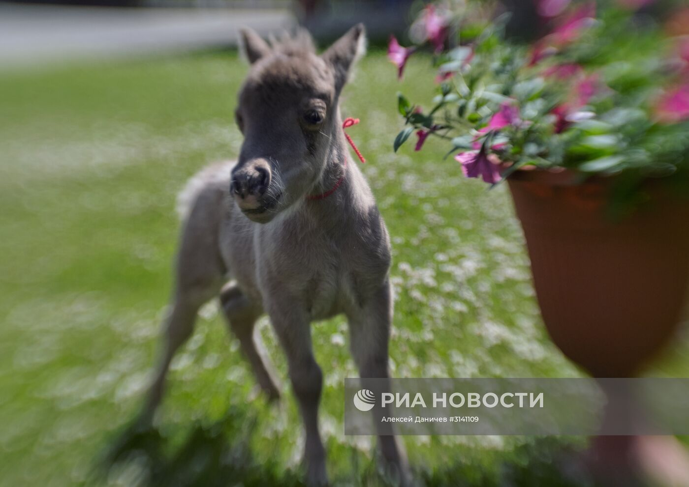 Самый маленький жеребенок в мире родился в Ленинградской области