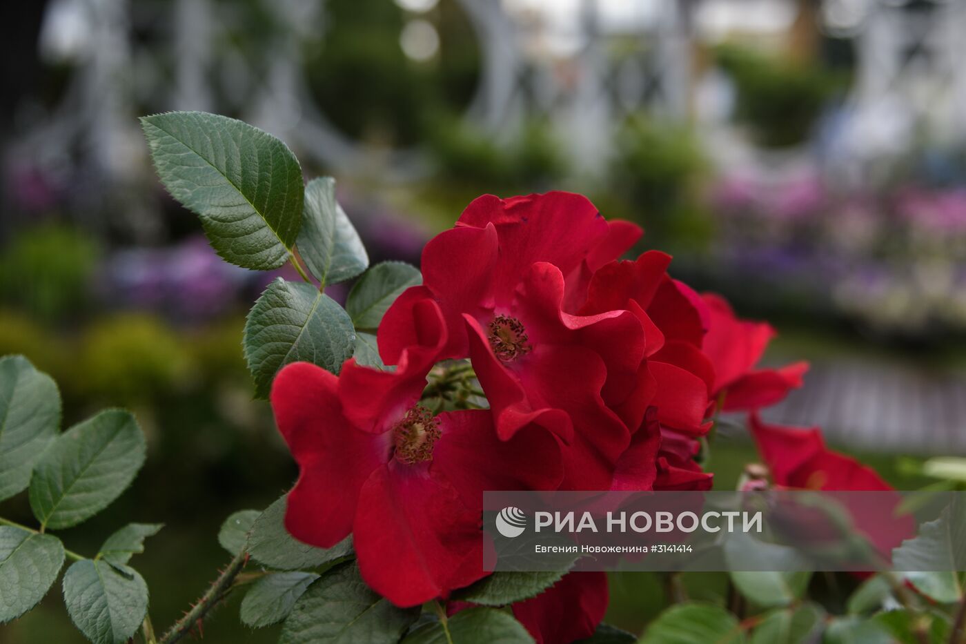 VI Московский Международный фестиваль садов и цветов Moscow Flower Show в парке искусств Музеон