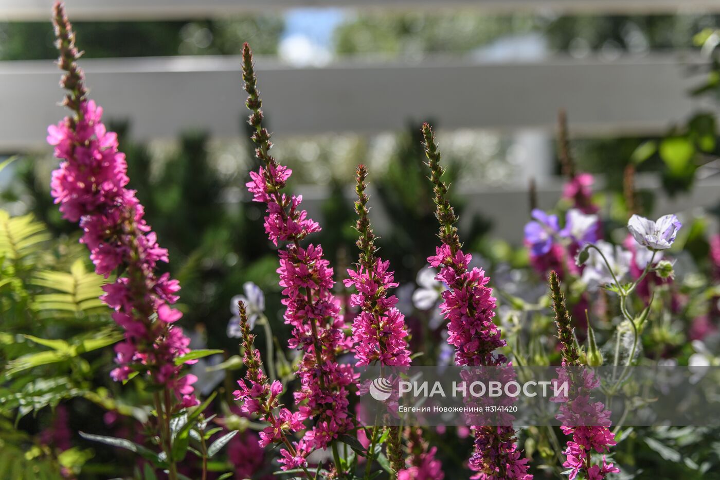 VI Московский Международный фестиваль садов и цветов Moscow Flower Show в парке искусств Музеон