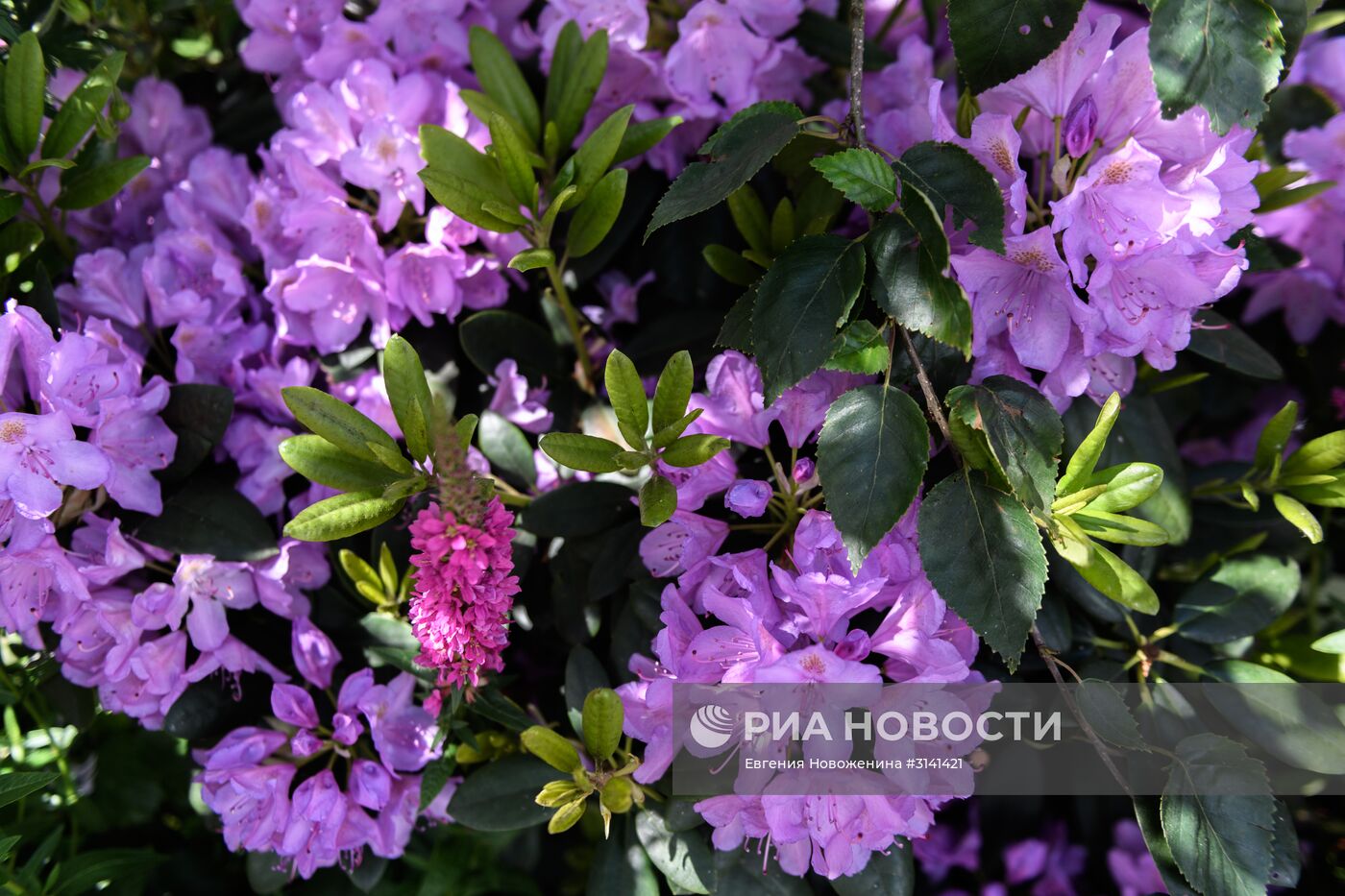 VI Московский Международный фестиваль садов и цветов Moscow Flower Show в парке искусств Музеон