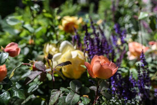 VI Московский Международный фестиваль садов и цветов Moscow Flower Show в парке искусств Музеон