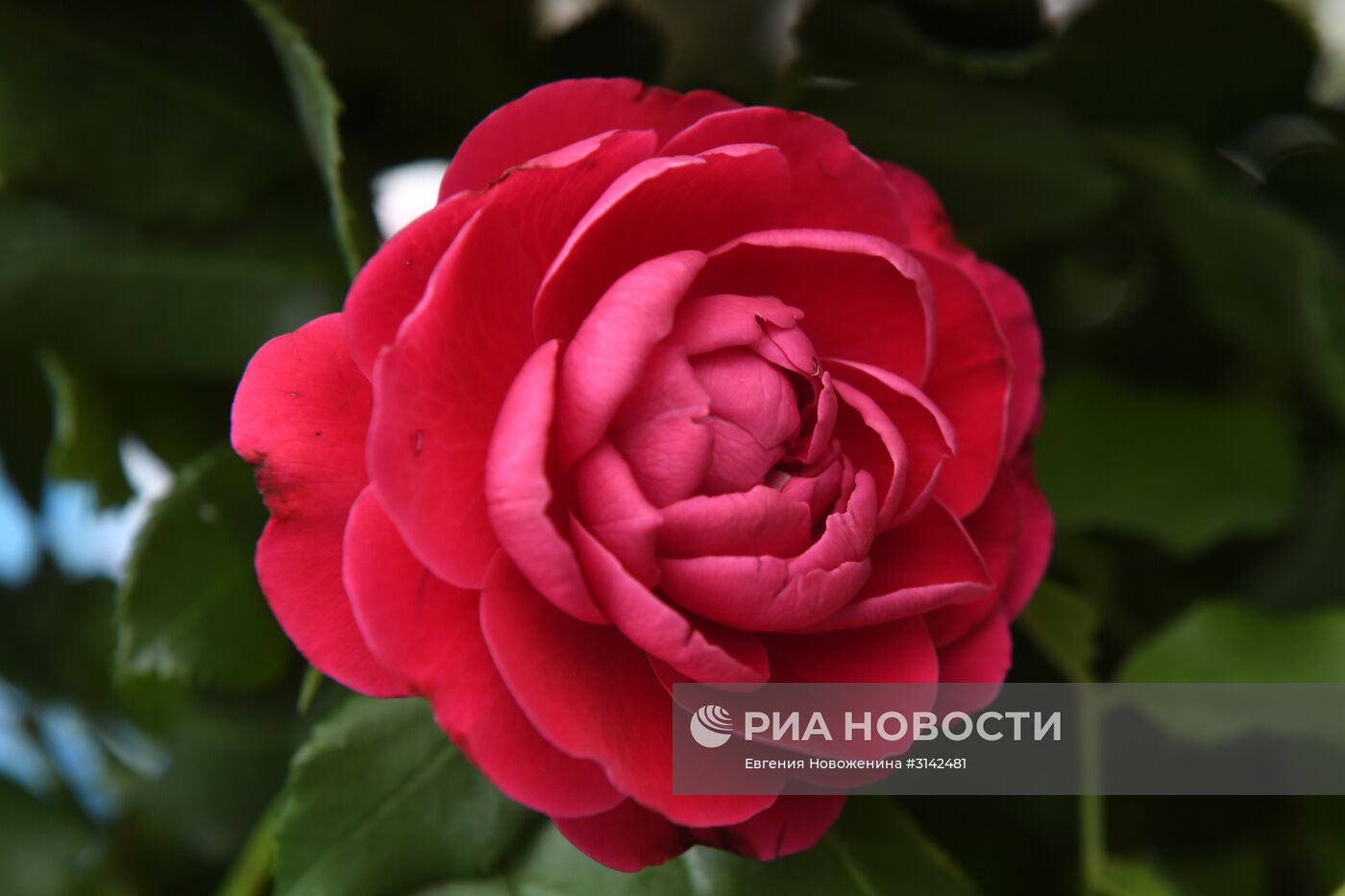 Презентация нового сорта розы "Москва"
