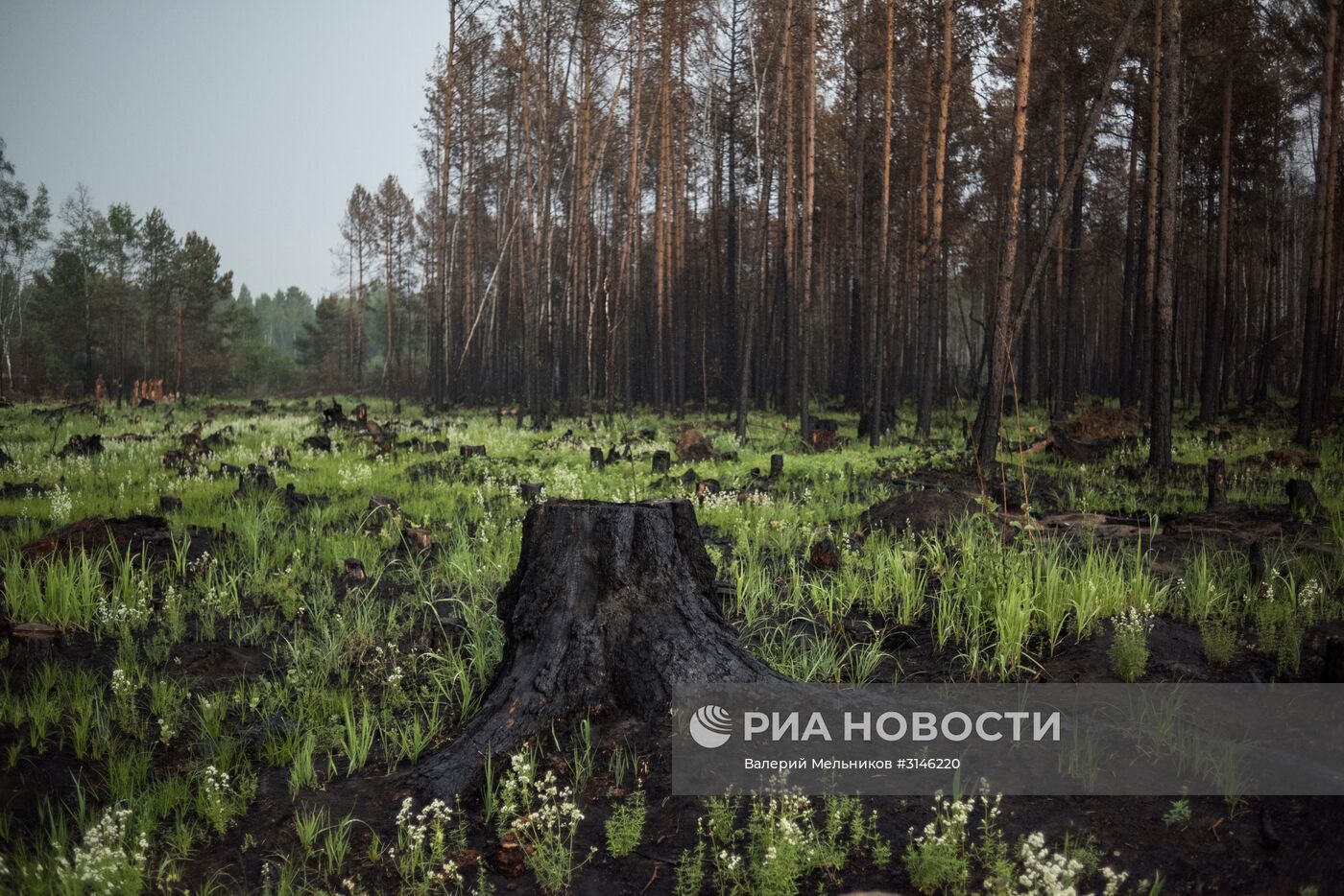 Лесные пожары в Бурятии
