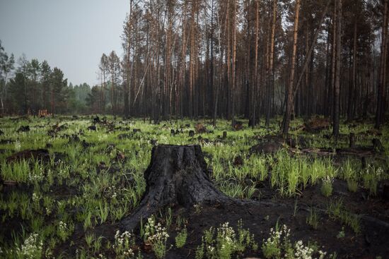 Лесные пожары в Бурятии