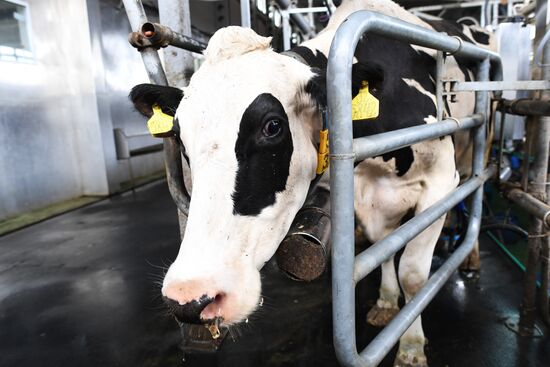 Агрохолдинг РПЦ по производству молочной продукции "Зеленоградское" в Московской области