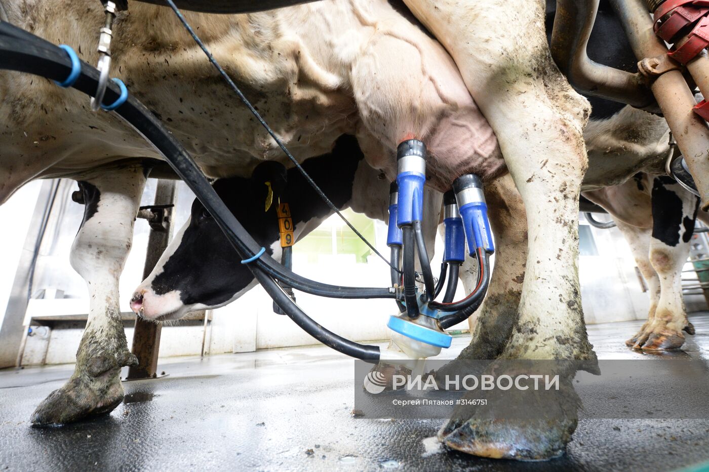 Агрохолдинг РПЦ по производству молочной продукции "Зеленоградское" в Московской области