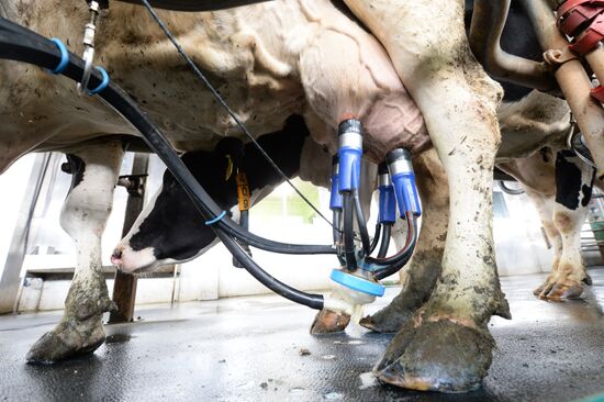 Агрохолдинг РПЦ по производству молочной продукции "Зеленоградское" в Московской области